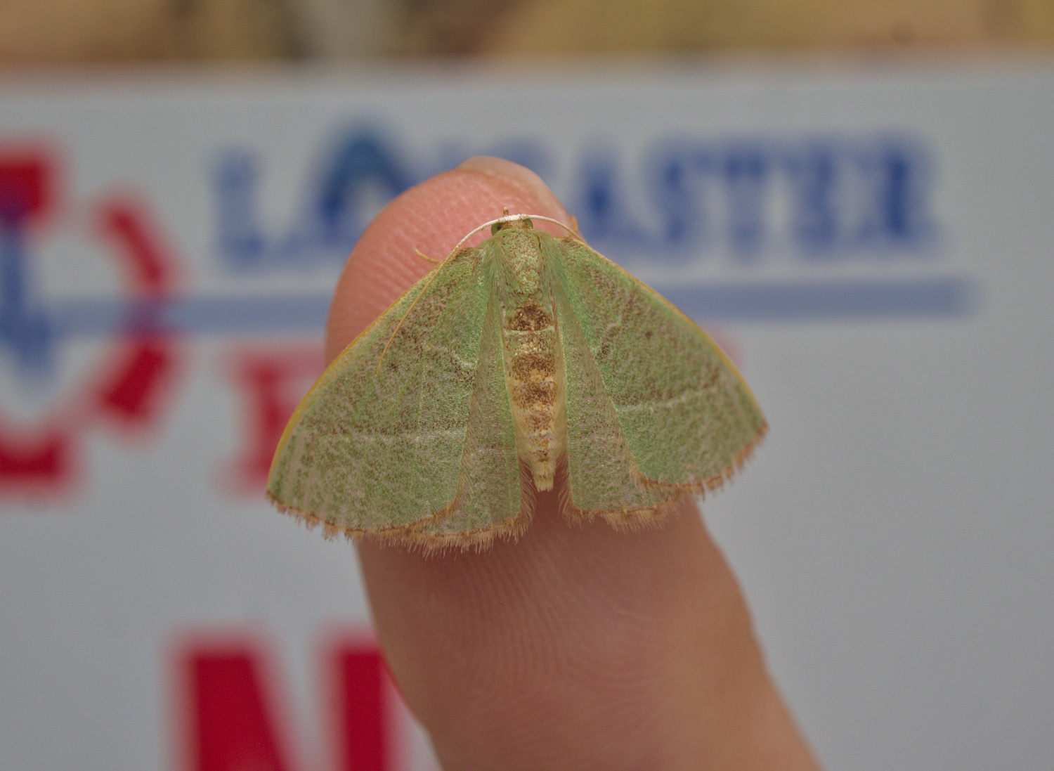 An intermediate color morph_20210429.jpg